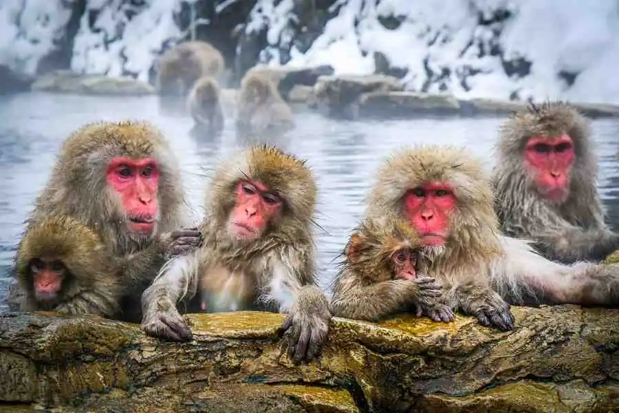 Jigokudani Monkey Park: How To See Snow Monkeys In Japan